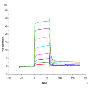 Human MICB Protein (MIC-HM40B)