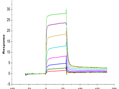 Human MICB Protein (MIC-HM40B)