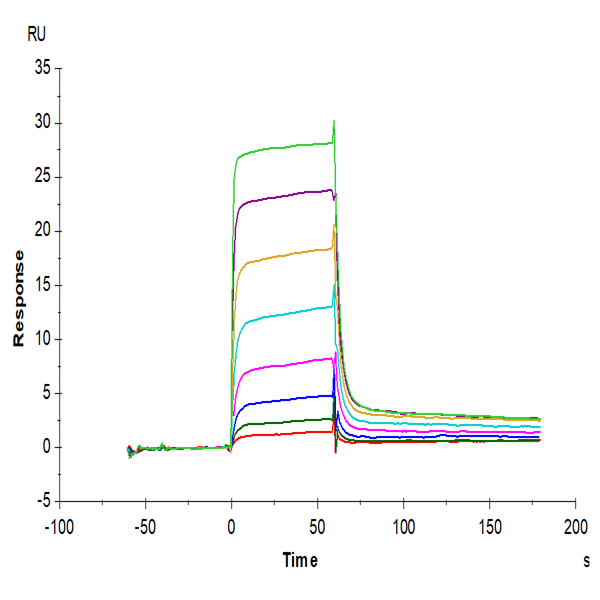 Human MICB Protein (MIC-HM40B) Human MICB Protein (MIC-HM40B)