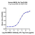Human MICB Protein (MIC-HM40B)