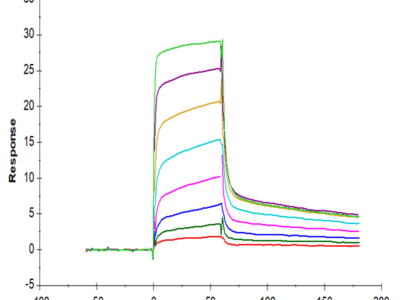 Biotinylated Human MICB Protein (MIC-HM40BB)