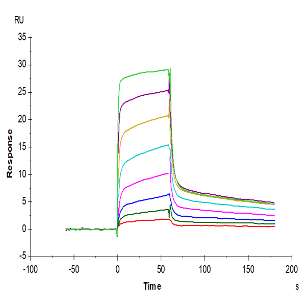 Biotinylated Human MICB Protein (MIC-HM40BB) Biotinylated Human MICB Protein (MIC-HM40BB)