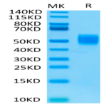 Biotinylated Human MICB Protein (MIC-HM40BB)