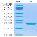 Biotinylated Human Midkine Protein (MID-HM401B)