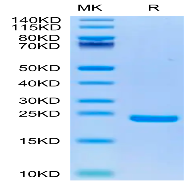 Biotinylated Human Midkine Protein (MID-HM401B) Biotinylated Human Midkine Protein (MID-HM401B)