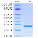 Mouse Midkine Protein (MID-ME101)