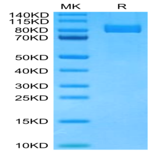 Cynomolgus CD10/MME Protein (MME-CM110)