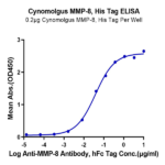 Cynomolgus MMP-8 Protein (MMP-CM108)