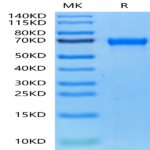 Cynomolgus MMP-8 Protein (MMP-CM108)