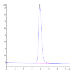 Cynomolgus MMP-9 Protein (MMP-CM109)