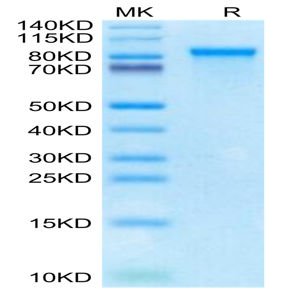 Cynomolgus MMP-9 Protein (MMP-CM109)