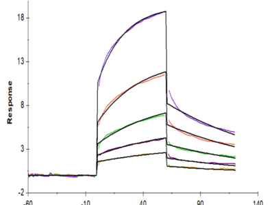 Human MMP-8 Protein (MMP-HM108)