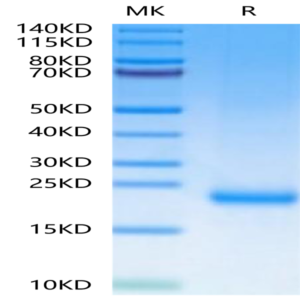 Mouse MOG/Myelin Oligodendrocyte Glycoprotein Protein (MOG-MM101)