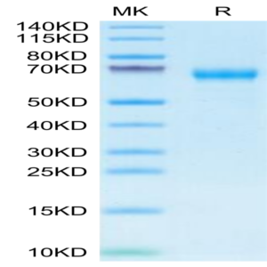 Cynomolgus c-MPL/Thrombopoietin R Protein (MPL-CM101)