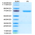 Human c-MPL/Thrombopoietin R Protein (MPL-HM101)