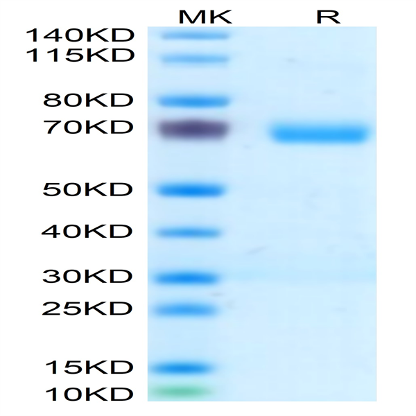 Human c-MPL/Thrombopoietin R Protein (MPL-HM101)
