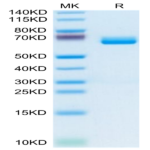Mouse c-MPL/Thrombopoietin R Protein (MPL-MM101)