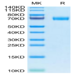 Canine MRC2 Protein (MRC-DM102)