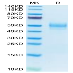Mouse MARCO Protein (MRO-MM101)