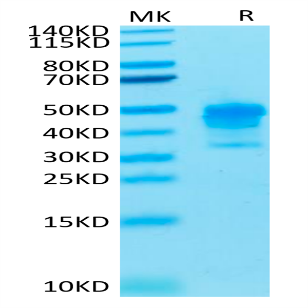 Cynomolgus MSLN/Mesothelin Protein (MSL-CM180)