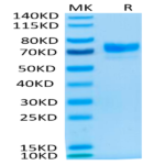 Cynomolgus MSLN/Mesothelin Protein (MSL-CM280)