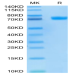 FITC-Labeled Human MSLN/Mesothelin Protein (MSL-HM280F)