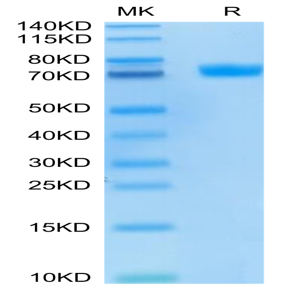 FITC-Labeled Human MSLN/Mesothelin Protein (MSL-HM280F)
