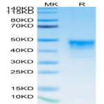 Biotinylated Human MSLN/Mesothelin Protein (MSL-HM480B)