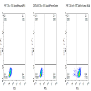 FITC-Labeled Human MSLN/Mesothelin Protein (MSL-HM480F)