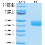 FITC-Labeled Human MSLN/Mesothelin Protein (MSL-HM480F)