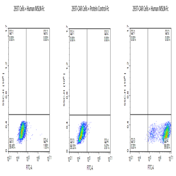 Biotinylated Human MSLN/Mesothelin Protein (MSL-HM580B)