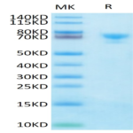 Biotinylated Human MSLN/Mesothelin Protein (MSL-HM580B)