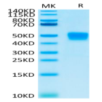 Mouse MSLN/Mesothelin Protein (MSL-MM180)