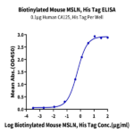 Biotinylated Mouse MSLN/Mesothelin Protein (Primary Amine Labeling) (MSL-MM180B)