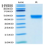 Biotinylated Mouse MSLN/Mesothelin Protein (Primary Amine Labeling) (MSL-MM180B)