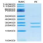 Cynomolgus MASP2 Protein (MSP-CE102)