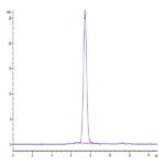 Human MUC18/CD146 Protein (MUC-HM118)