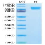 Human MUC18/CD146 Protein (MUC-HM118)