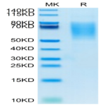 Biotinylated Human CA125/MUC16 Protein (MUC-HM416B)