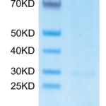 Monkeypox virus A29 Protein, A29-VE129