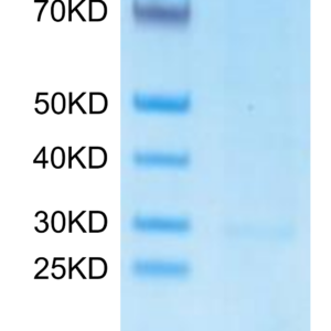 Monkeypox virus A29 Protein, A29-VE129 Ushelf