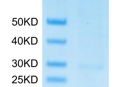 Monkeypox virus A29 Protein, A29-VE129 Ushelf