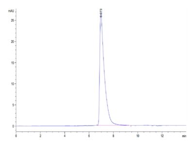 Mouse ALCAM/CD166 Protein , ALC-MM101 Ushelf