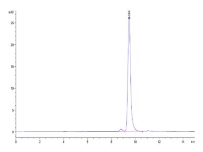 Mouse ANXA1 Protein , ANX-ME1A1 Ushelf