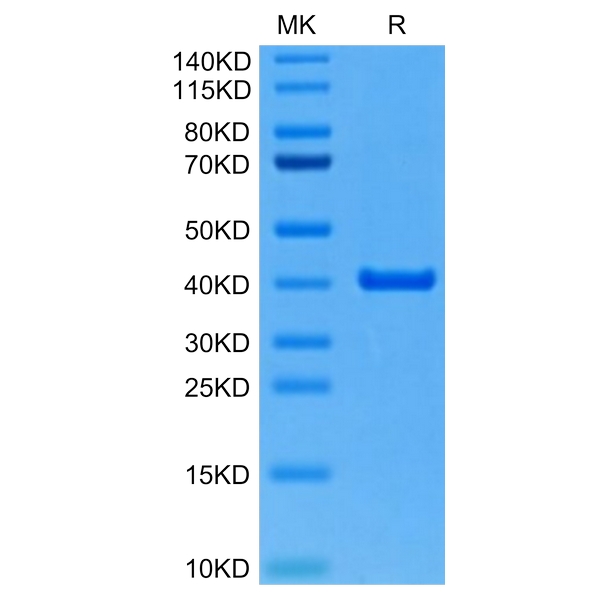 Mouse ANXA2 Protein , ANX-ME102 Mouse ANXA2 Protein , ANX-ME102 Ushelf
