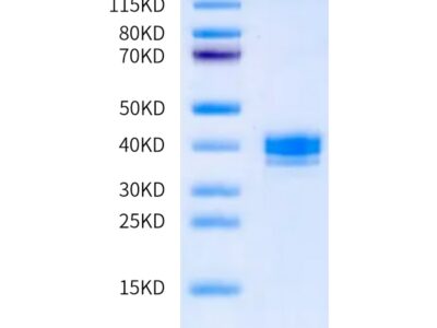 Mouse APLN Protein , APN-MM201 Ushelf