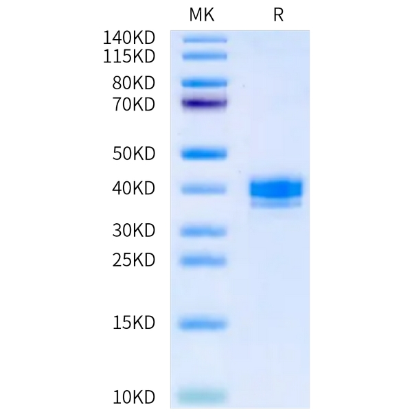 Mouse APLN Protein , APN-MM201 Mouse APLN Protein , APN-MM201 Ushelf