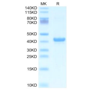 Mouse APOA5 Protein , APA-ME105 Ushelf