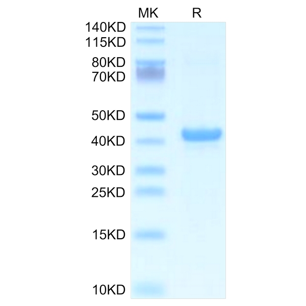 Mouse APOA5 Protein , APA-ME105 Mouse APOA5 Protein , APA-ME105 Ushelf