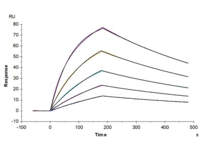 Mouse AXL Protein , AXL-MM101 Ushelf